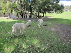 Kurralea Alpacas Pic 2