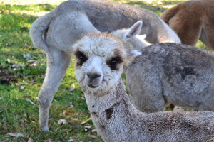 Kurralea Alpacas Pic 4