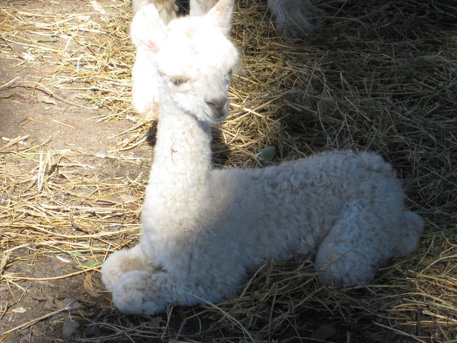 Kurralea Alpacas Pic 1