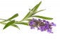 MaiYuraMai Skin & Body Pic 3 - Lavender Patchouli Facial Cream