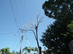 Energetic Tree Lopping Pic 3 - Dead and dangerous removals