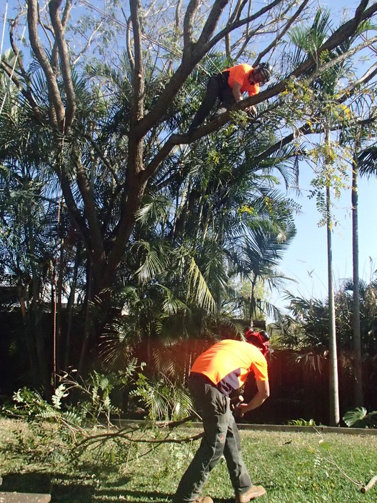 Energetic Tree Lopping Pic 1 - Pruning away from buildings