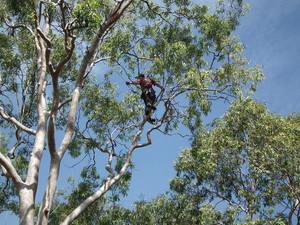 Energetic Tree Lopping Pic 2 - Recreational climbing for practise