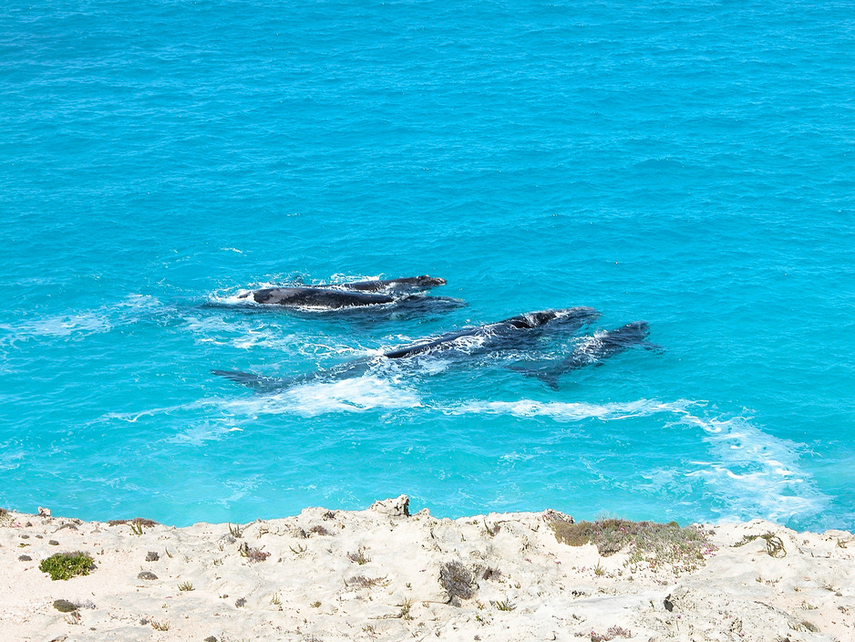 Ceduna Tours Pic 1 - Southern Right Whales and Calves