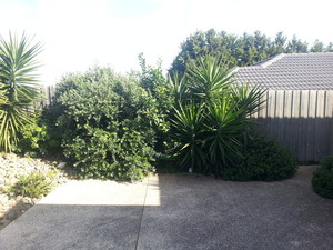 Oz Gardening Pic 3 - Before 1