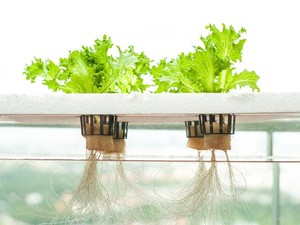 Aqua Gardening Pic 2 - Growing with Hydroponics makes gardening easy