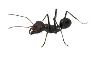 Easy Pest Supplies Pic 5 - Ant Control