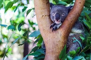 SeaLink QLD Pic 5 - Visit our furry friends on the Forts Walk