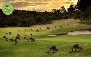 Mowing Services Brisbane Pic 3 - Who let the roos out