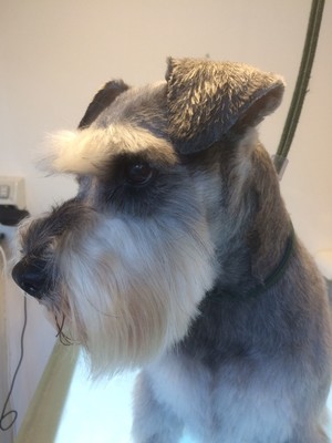 Dolcey Grooming Pic 2