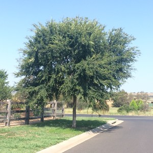 Agile Arbor Tree Services Pic 4 - Before Pruning tree by Agile Arbor Tree services