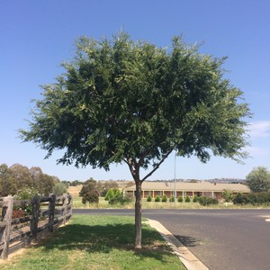 Agile Arbor Tree Services Pic 2 - After Pruning Tree by Agile Arbor Tree Sevices