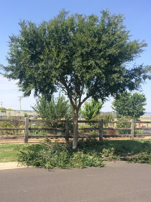 Agile Arbor Tree Services Pic 5 - During Pruning of Tree in Eglington NSW