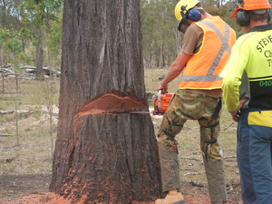 Steve Smith Chainsaw Training Pic 4