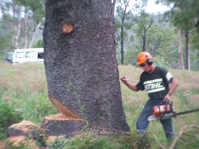 Steve Smith Chainsaw Training Pic 1