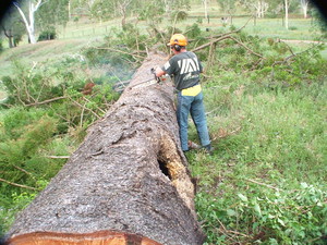 Steve Smith Chainsaw Training Pic 2