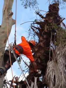 Cost U Less Tree Lopping Services Pic 3