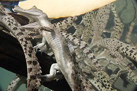 Crocosaurus Cove Pic 2