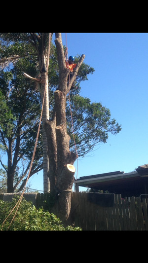 Hunter Valley Tree Guys Pic 2