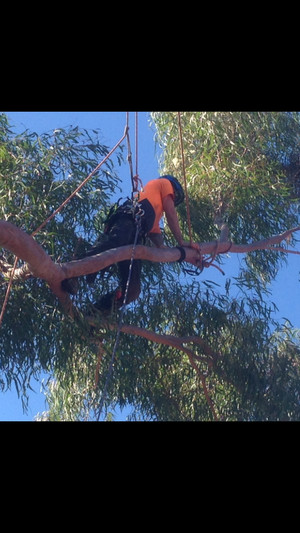 Hunter Valley Tree Guys Pic 3