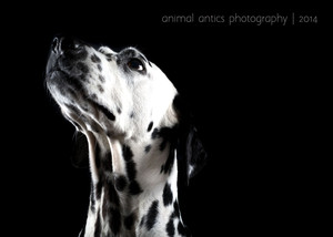 Animal Antics Photography Pic 3