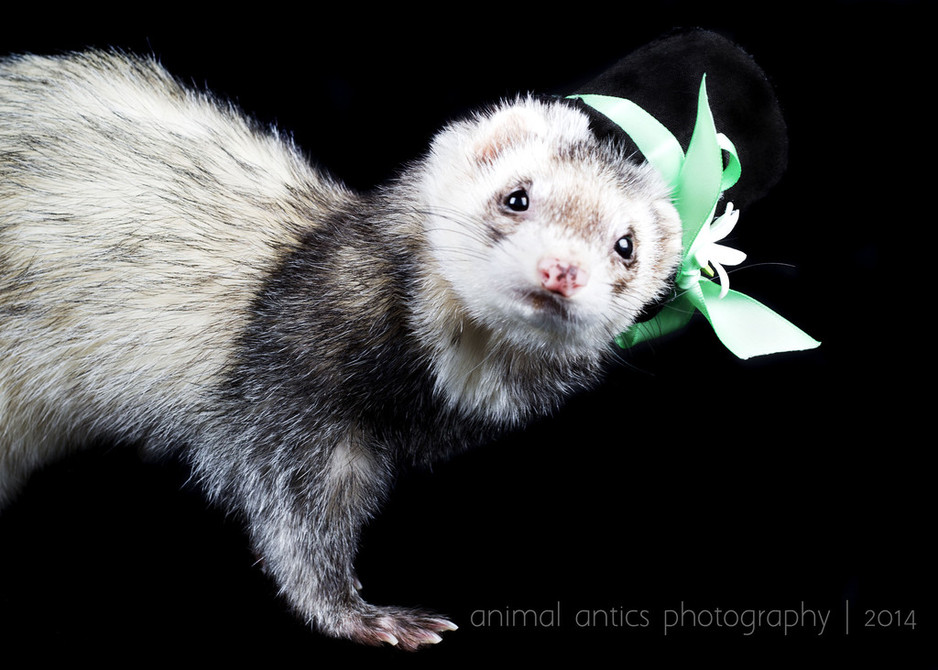 Animal Antics Photography Pic 1