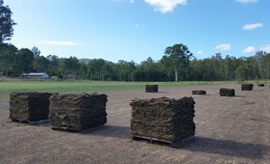 Albert Valley Turf Pic 5 - Our Wintergreen Pallets