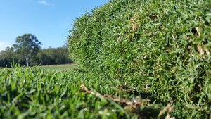 Albert Valley Turf Pic 2 - Wintergreen slab