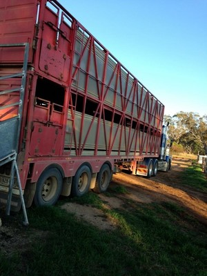 Greg Jakins Stock Transport Pic 2 - 2 deck cattle work