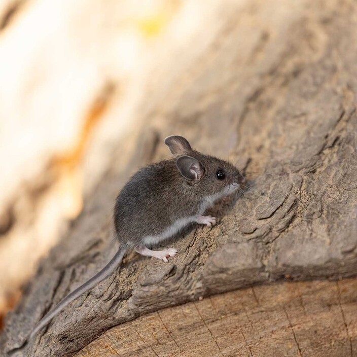 Rip Rodent Control Brisbane Pic 1