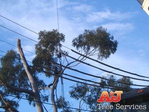 A & J Tree Services Pic 5 - working safely near powerlines