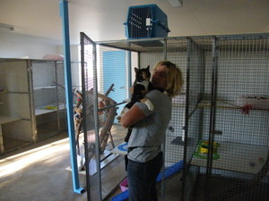 Swan Hill Pet Boarding Pic 4 - Bedtty Jane having cuddles