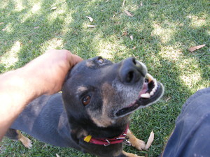 Swan Hill Pet Boarding Pic 3 - Bella giving a smile for an ear rub