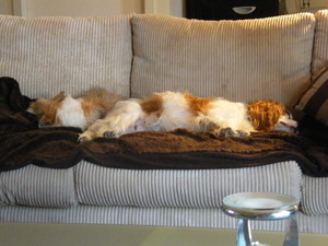 Swan Hill Pet Boarding Pic 2 - Ciccio and Missy having a nanna nap during homeboarding