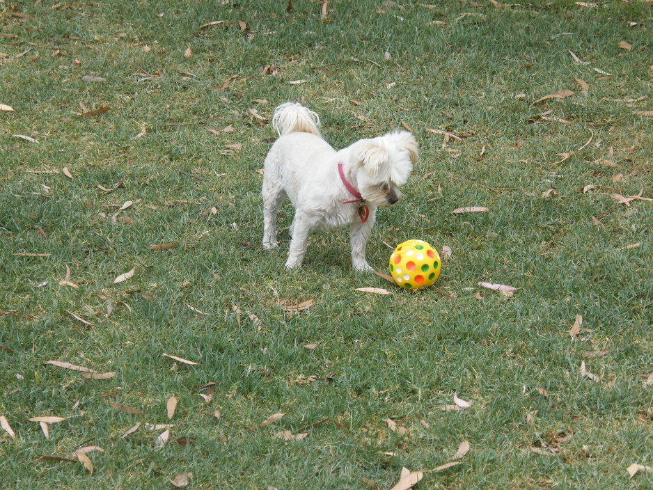 Swan Hill Pet Boarding Pic 1 - Sally working out the secret of the kibble ball