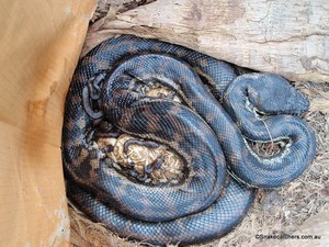 Snake Catcher Brisbane Pic 3 - Coastal Carpet Python with a clutch