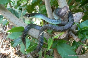 Snake Catcher Brisbane Pic 2 - Common Tree Snake