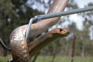 Snake Catcher Brisbane Pic 5 - Eastern Brown Snake