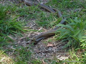 Snake Catcher Brisbane Pic 4 - Eastern Brown Snakes fighting