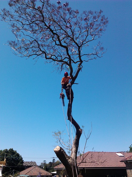 AMS Trees Pic 2 - Jacaranda Removal