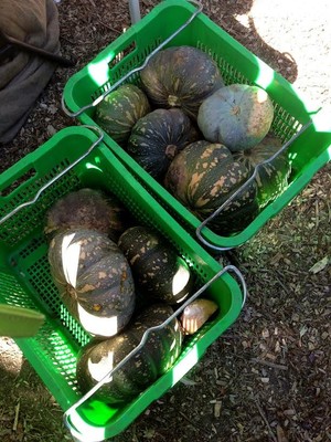 Ritas Farm Fresh Produce Pic 3 - Pumpkin