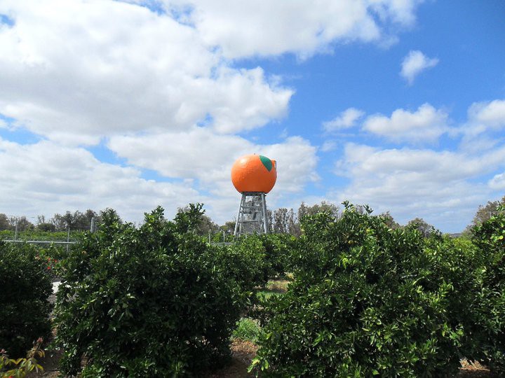 Mandurah Wine Tours and Charters Pic 1 - The Big Orange in Harvey