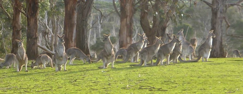 Phillip Island Wildlife Park Pic 1