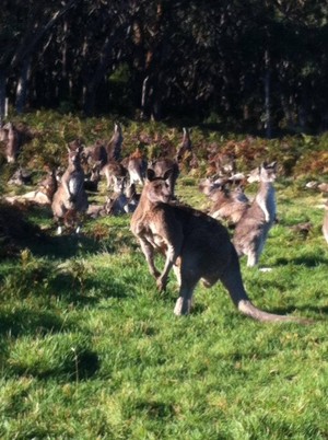 Phillip Island Wildlife Park Pic 2