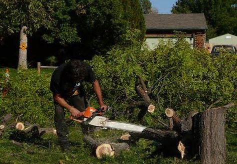 Capalaba Tree Removal Pic 1