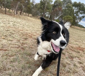 Kip Melbourne West Cat & Dog Boarding Pic 2