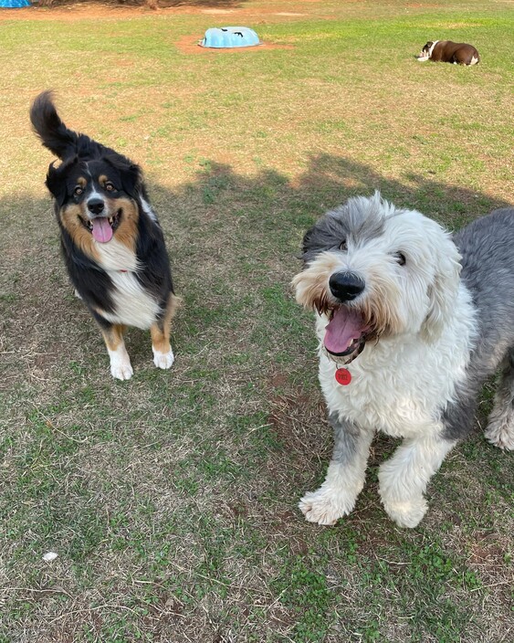 Kip Melbourne West Cat & Dog Boarding Pic 1