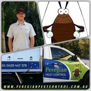 Peregian Pest Control Pic 3