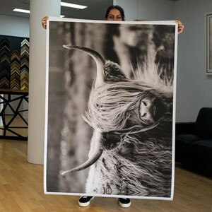 Iconic Printing + Framing Pic 4 - Highland Cow Canvas Printed ready for Framing This canvas will be sealed with a liquid laminate prior to framing