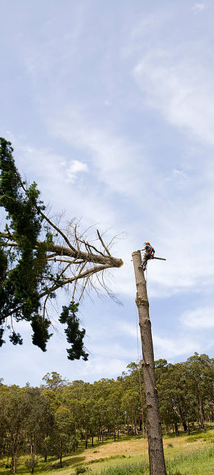 Adam Jenkins Tree Services Pic 2